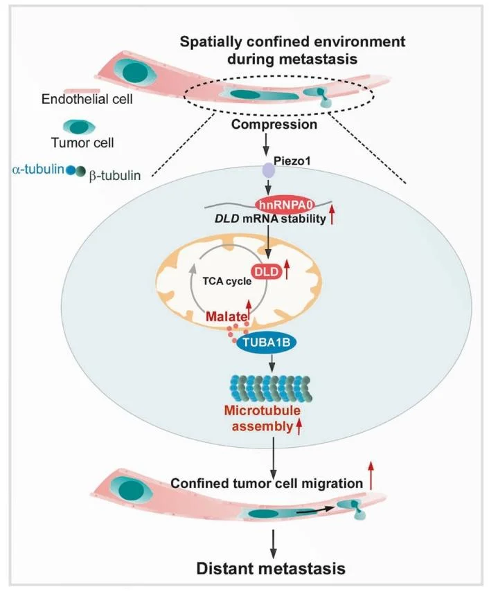 Mechanistic Overview