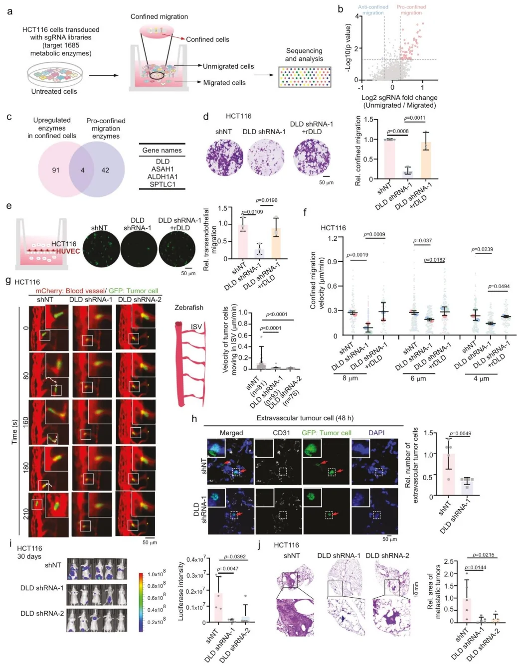 Figure 1. DLD is essential for tumor cell migration through confined spaces and subsequent distant metastasis.