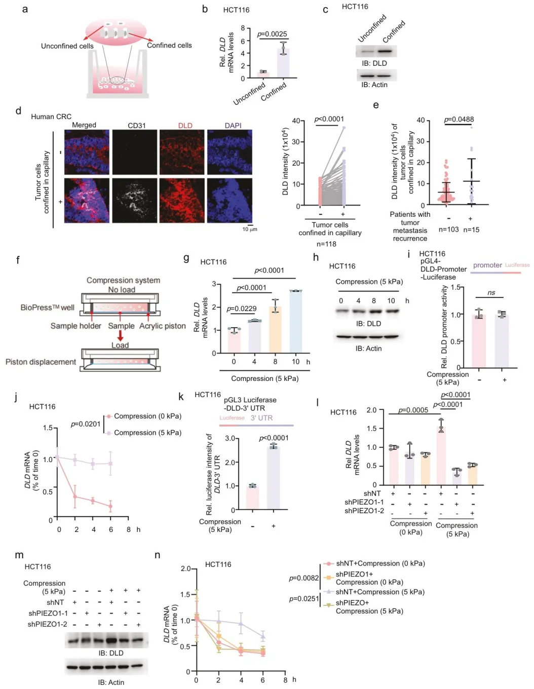 Figure 3. DLD mRNA is stabilized under compressive conditions in confined cells.