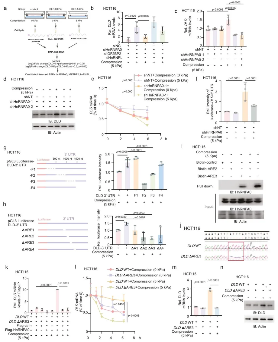 Figure 4. hnRNPA0 interacts with DLD mRNA during compression, stabilizing the mRNA and enhancing its expression.