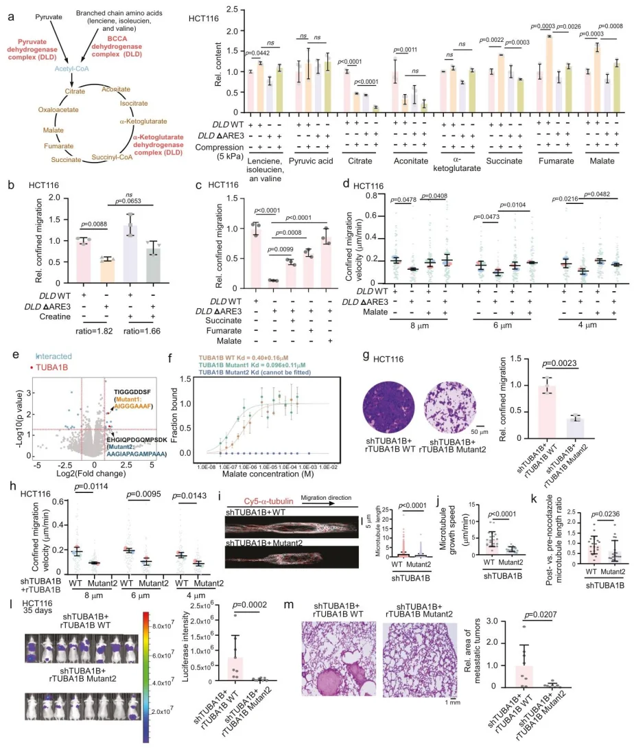 Figure 6. hnRNPA0-dependent stabilization of DLD mRNA promotes migration through confined spaces via the malate–TUBA1B interaction.