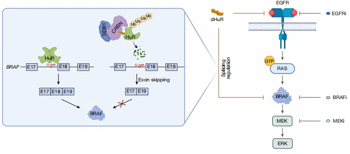 Research mechanisms