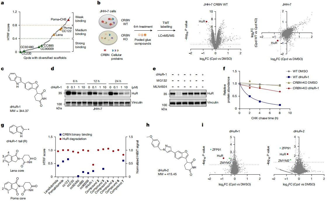 Fig. 1. Identification of dHuRs