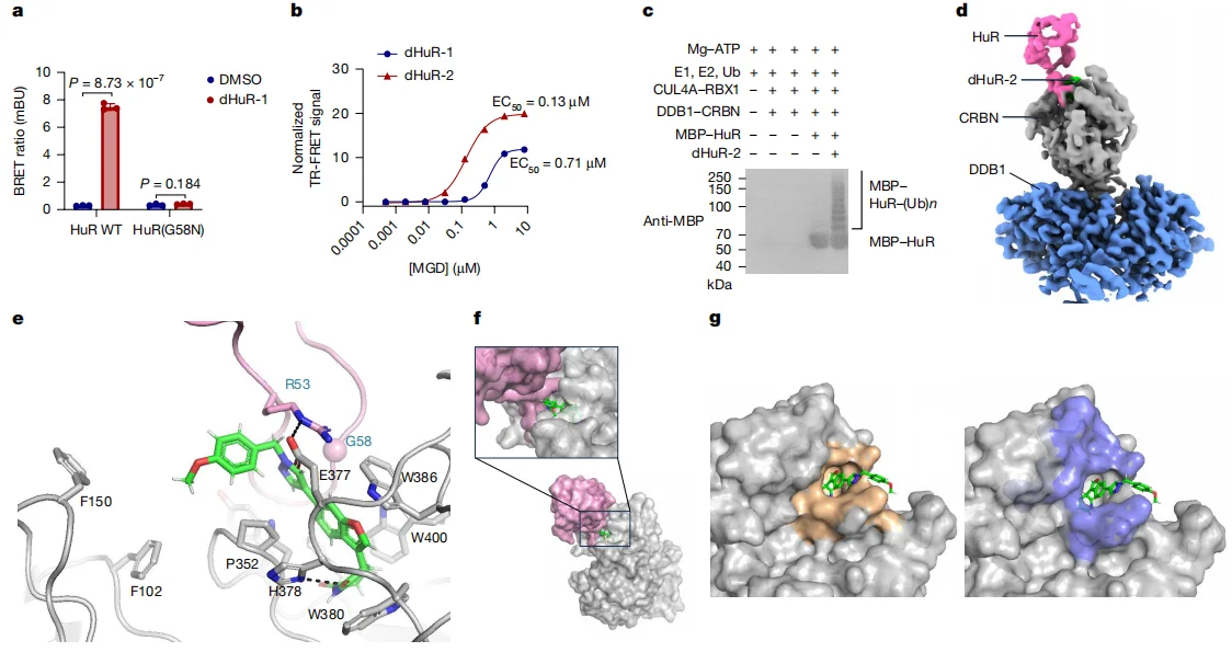 Fig. 2. Characterization of CRBN–MGD–HuR ternary complex formation