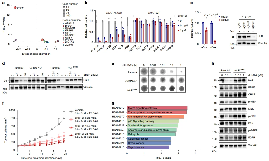 Fig. 3. HuR degradation exhibits selective efficacy in BRAF-mutant CRC and suppresses MAPK signaling