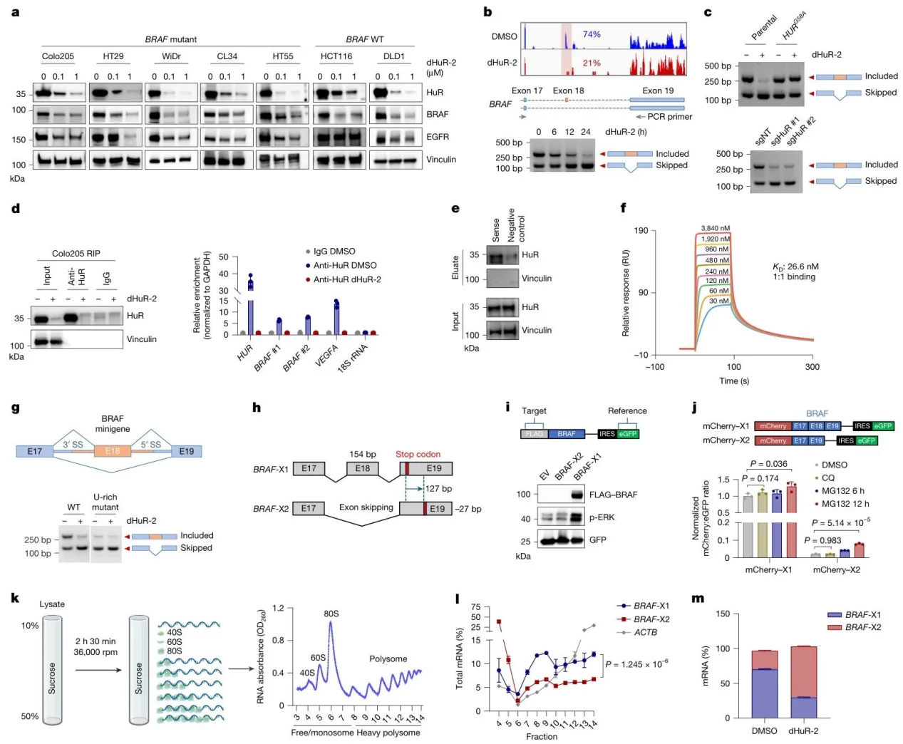 Fig. 4. HuR regulates BRAF splicing through direct RNA binding