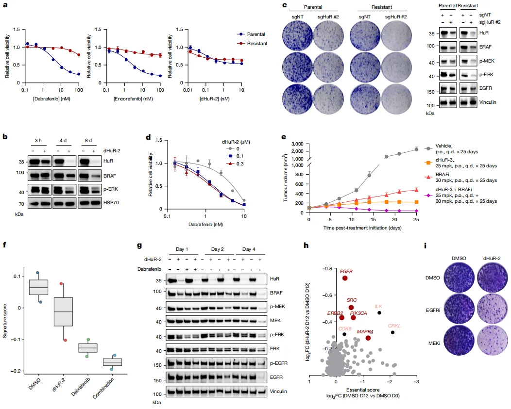 Fig. 5. HuR degradation overcomes BRAFi resistance through sustained pathway suppression