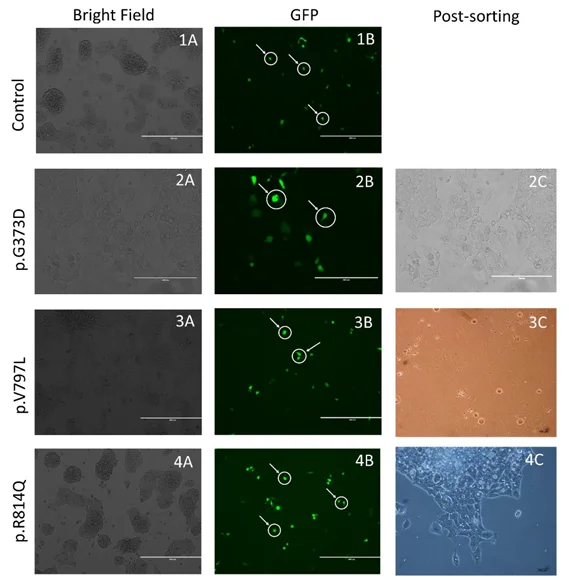 Flow cytometric sorting of HepG2 cells carrying LDLR missense variants