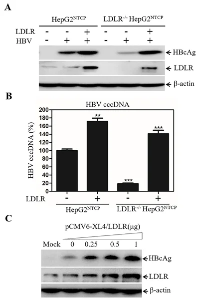 Increased HBV infection efficiency following LDLR restoration