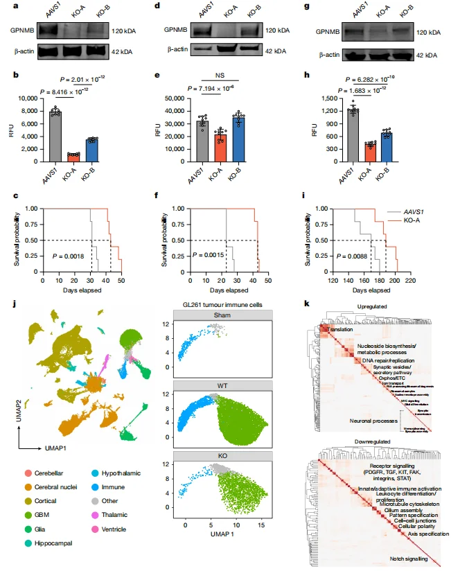 Figure 2. GPNMB functionally supports GBM progression and reprograms malignant states in vivo