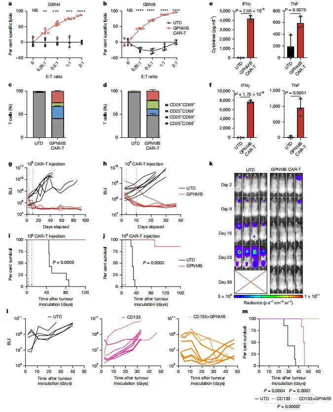 Figure 3. GPNMB CAR-T cells mount potent and curative anti-tumor responses against GBM