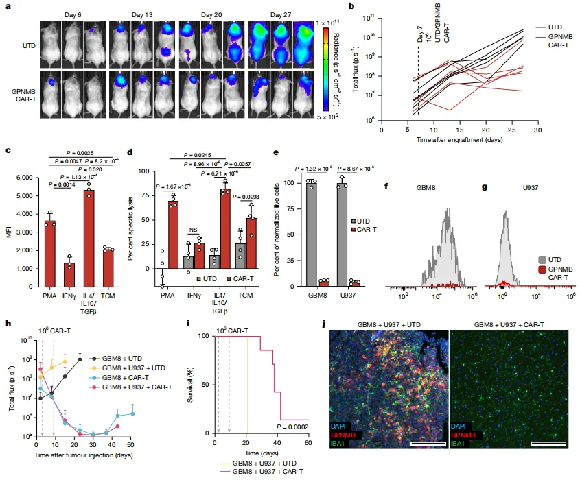 Figure 4. GPNMB CAR-T cells eliminate GPNMB⁺ tumor and myeloid cells