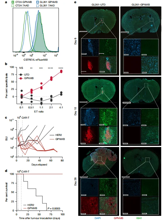 Figure 5. Murinized anti-mouse GPNMB CAR-T cells demonstrate control over syngeneic glioma models