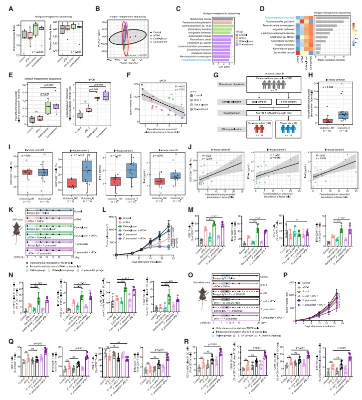 Figure 3. Enrichment of Faecalibacterium prausnitzii mediates the antitumor effects of oat β-glucan combined with aPD-1 antibody.