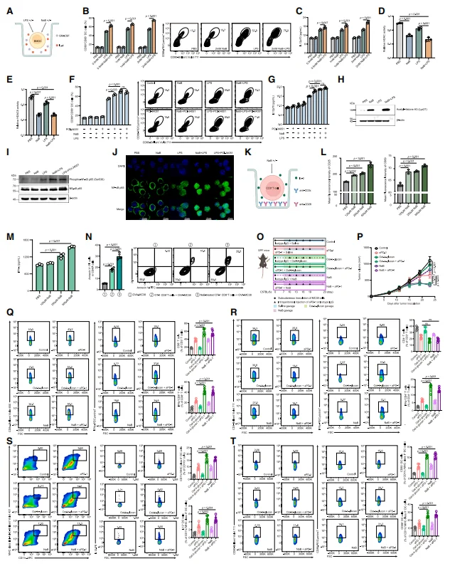 Figure 5. Butyrate activates dendritic cells (DCs) and CD8⁺ T cells to enhance antitumor immune responses.