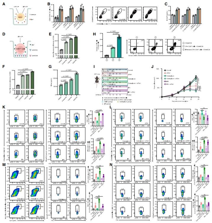 Figure 6. IPA activates CD8⁺ T cells to enhance antitumor immune function.