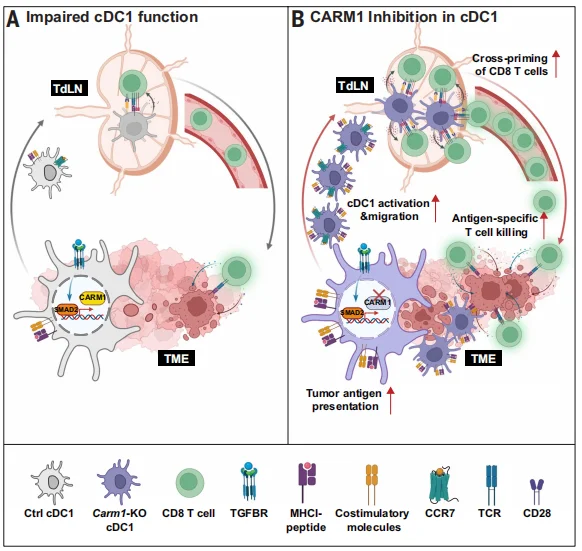 Targeting of the CARM1 epigenetic enzyme enhances dendritic cell function in the cancer-immunity cycle.