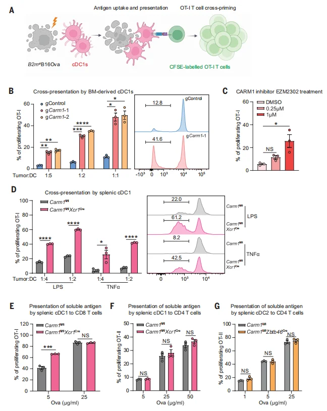Fig. 1. Carm1 inactivation enhances antigen cross-presentation by cDC1 to CD8 T cells.