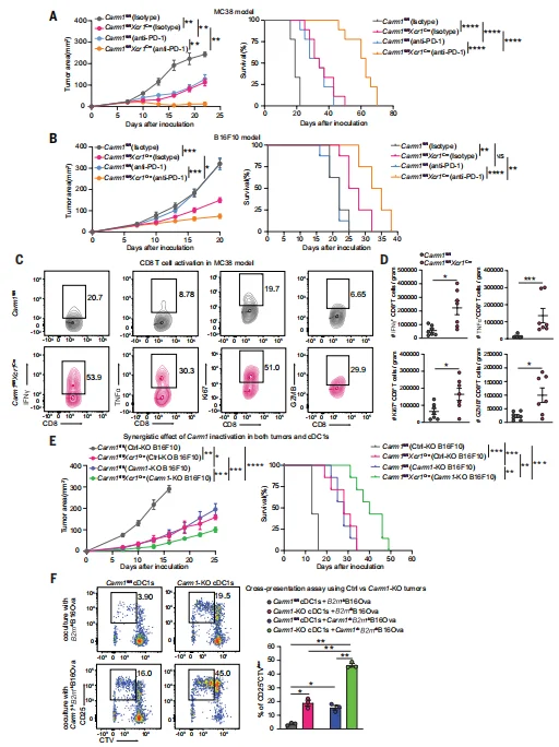 Fig. 2. Selective inactivation of Carm1 in cDC1 enhances antitumor immunity.
