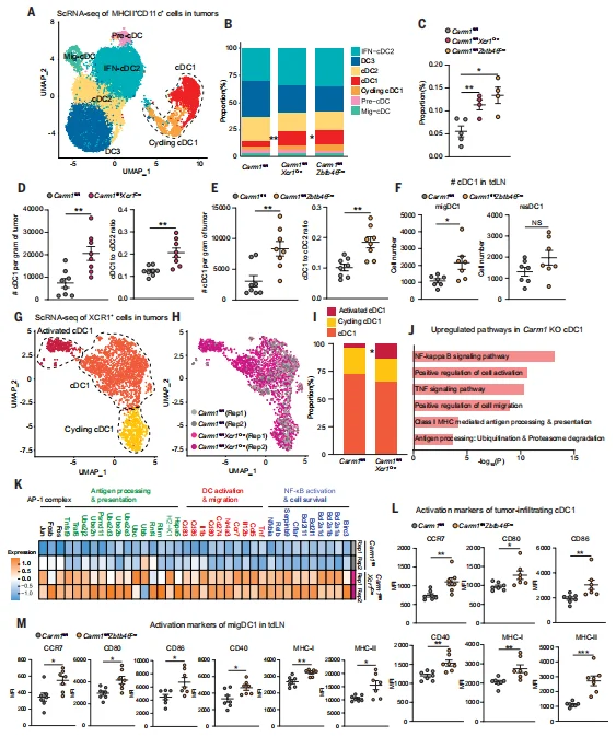 Fig. 3. Carm1 inactivation promotes the activation and accumulation of cDC1 in the TME