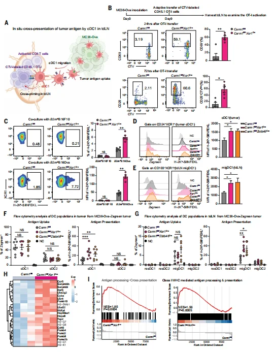 Fig. 4. Carm1 inactivation enhances antigen cross-presentation by cDC1 in vivo..