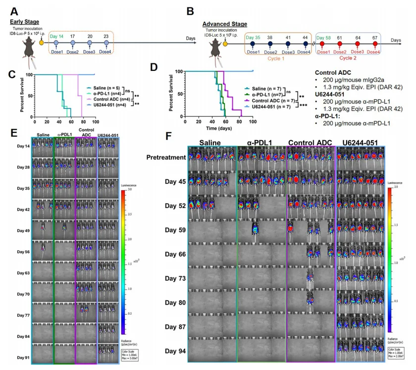 Figure 2. U6244-051 significantly prolongs survival and reduces tumor burden in ID8-Luc tumor-bearing mice