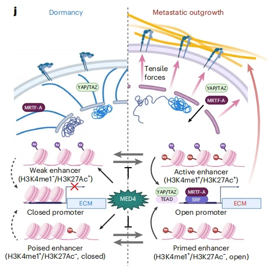 Mechanistic model