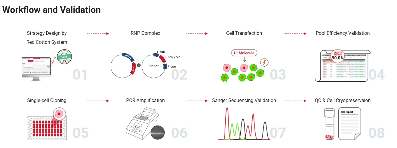 PYCARD point mutation THP-1 cell pool was generated using the EZ-HRex™ technique, with an HDR efficiency reaching 90%.