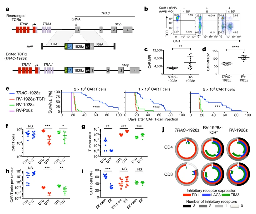 TRAC-CAR T cells outperform conventional CAR T cells by preventing
                            exhaustion in vivo