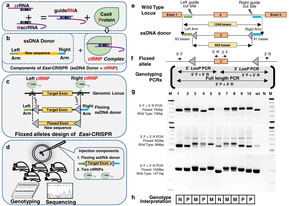 Generation of a floxed Pitx1 allele using Easi-CRISPR.