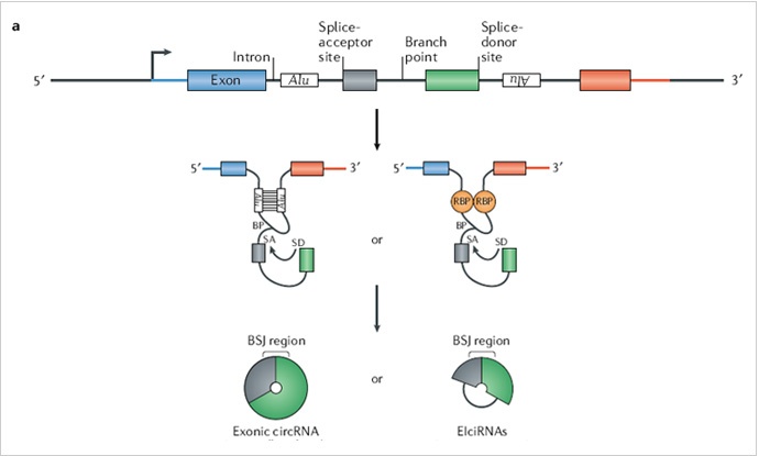 RNA binding protein