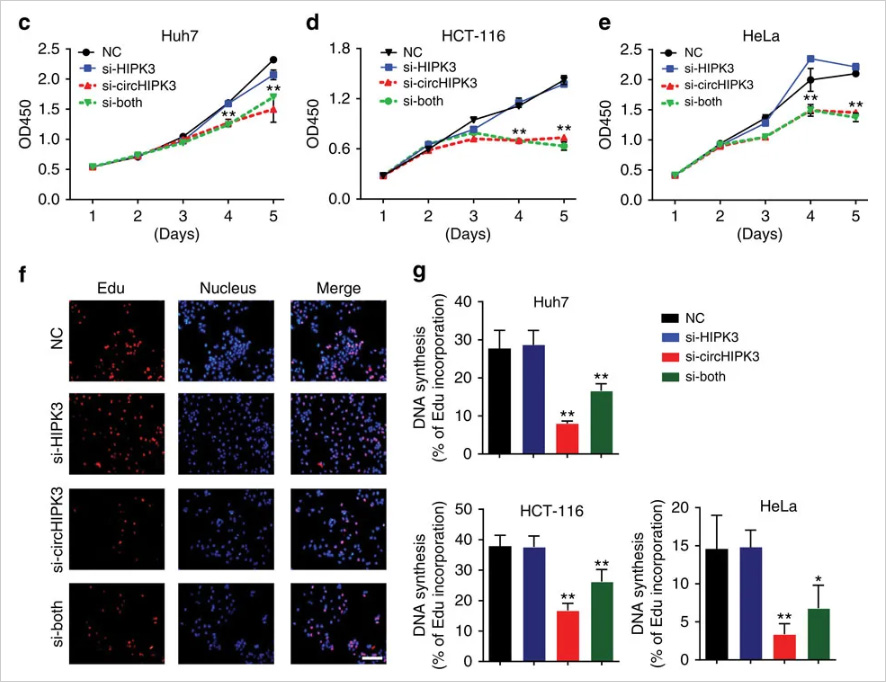 Cell proliferation and apoptosis were detected by CCK-8 and EdU assays. The results showed that the knockdown circ-HIPK3 significantly inhibited cell proliferation.