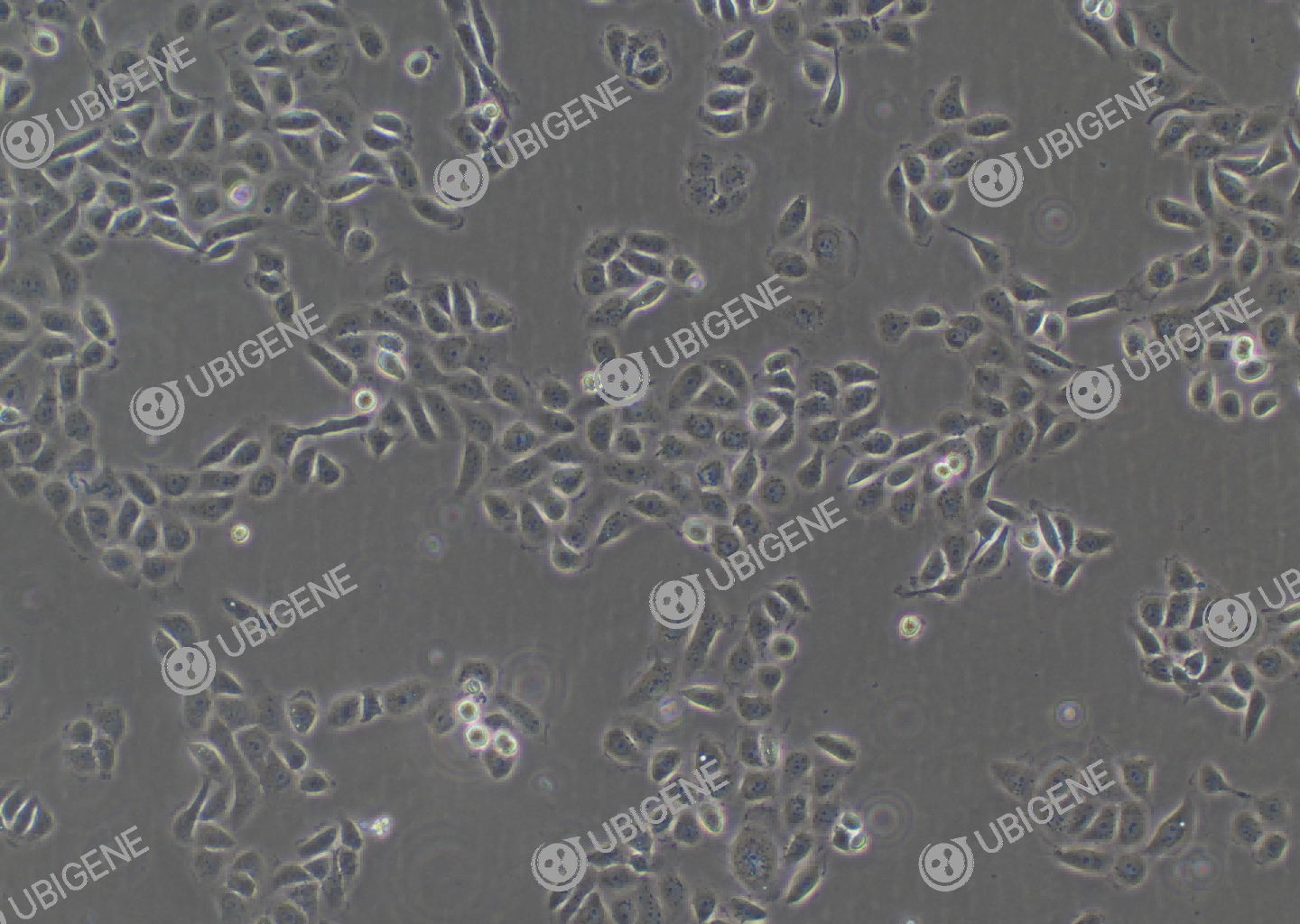 5637 cell line Cultured cell morphology