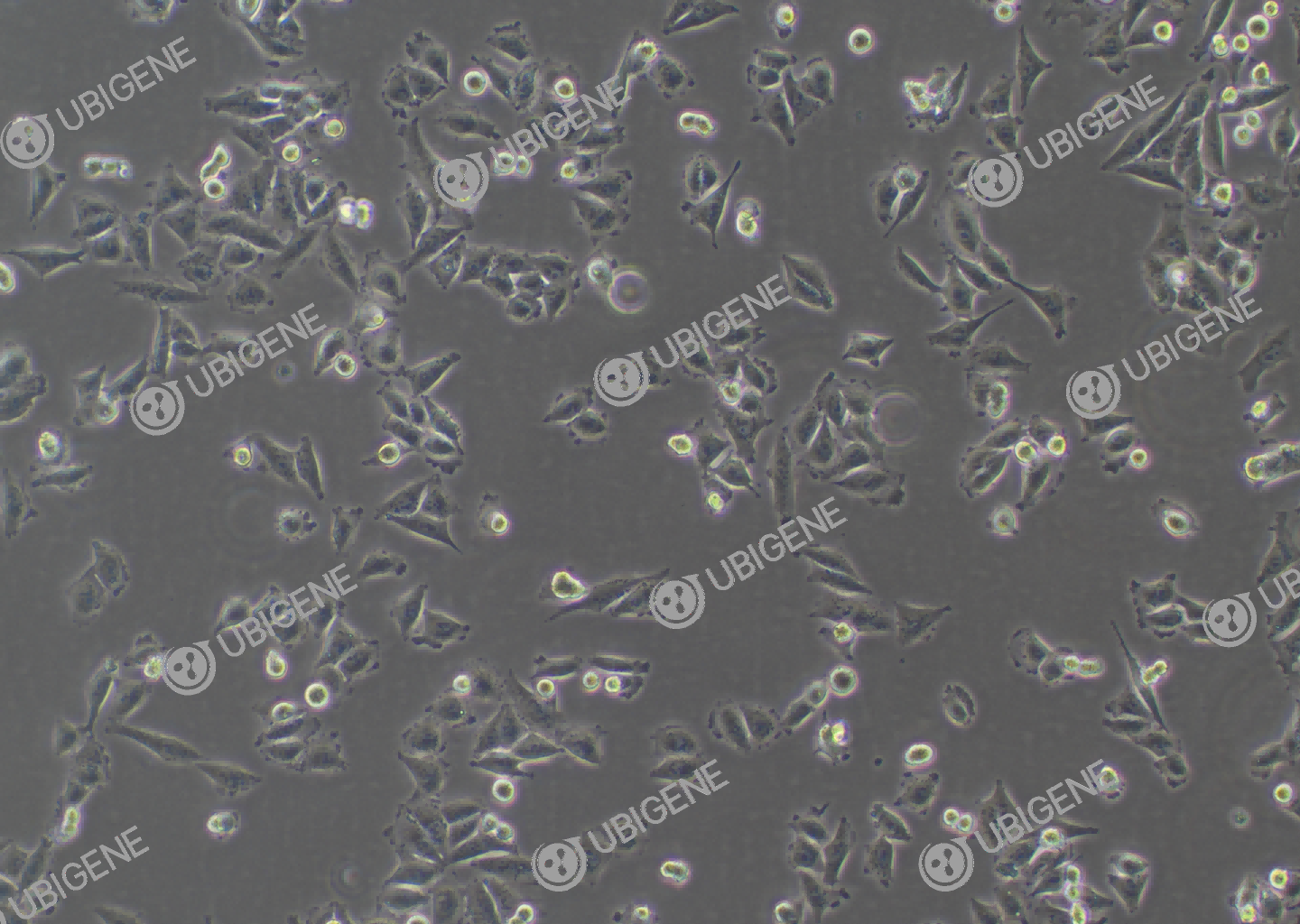 A-375 cell line Cultured cell morphology