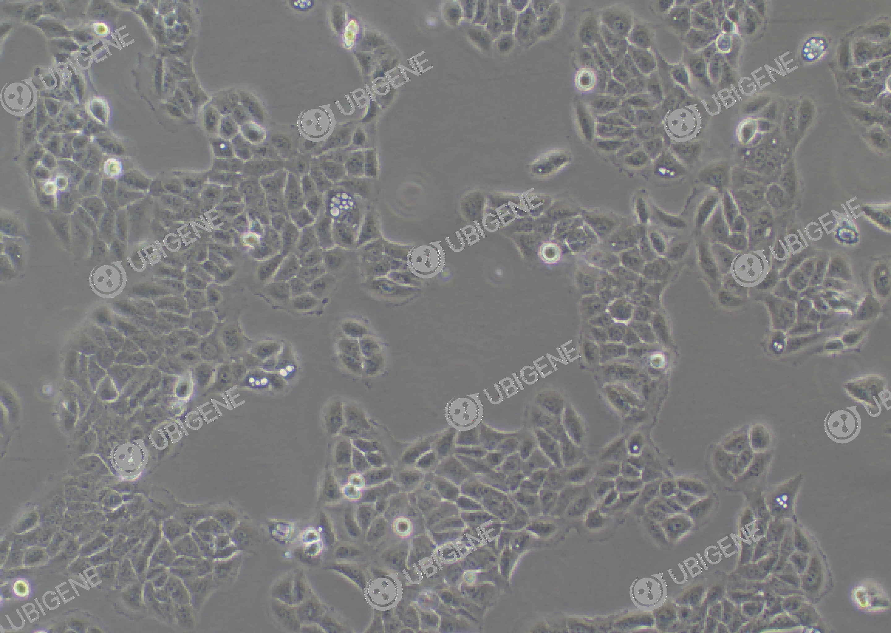 HaCaT cell line Cultured cell morphology