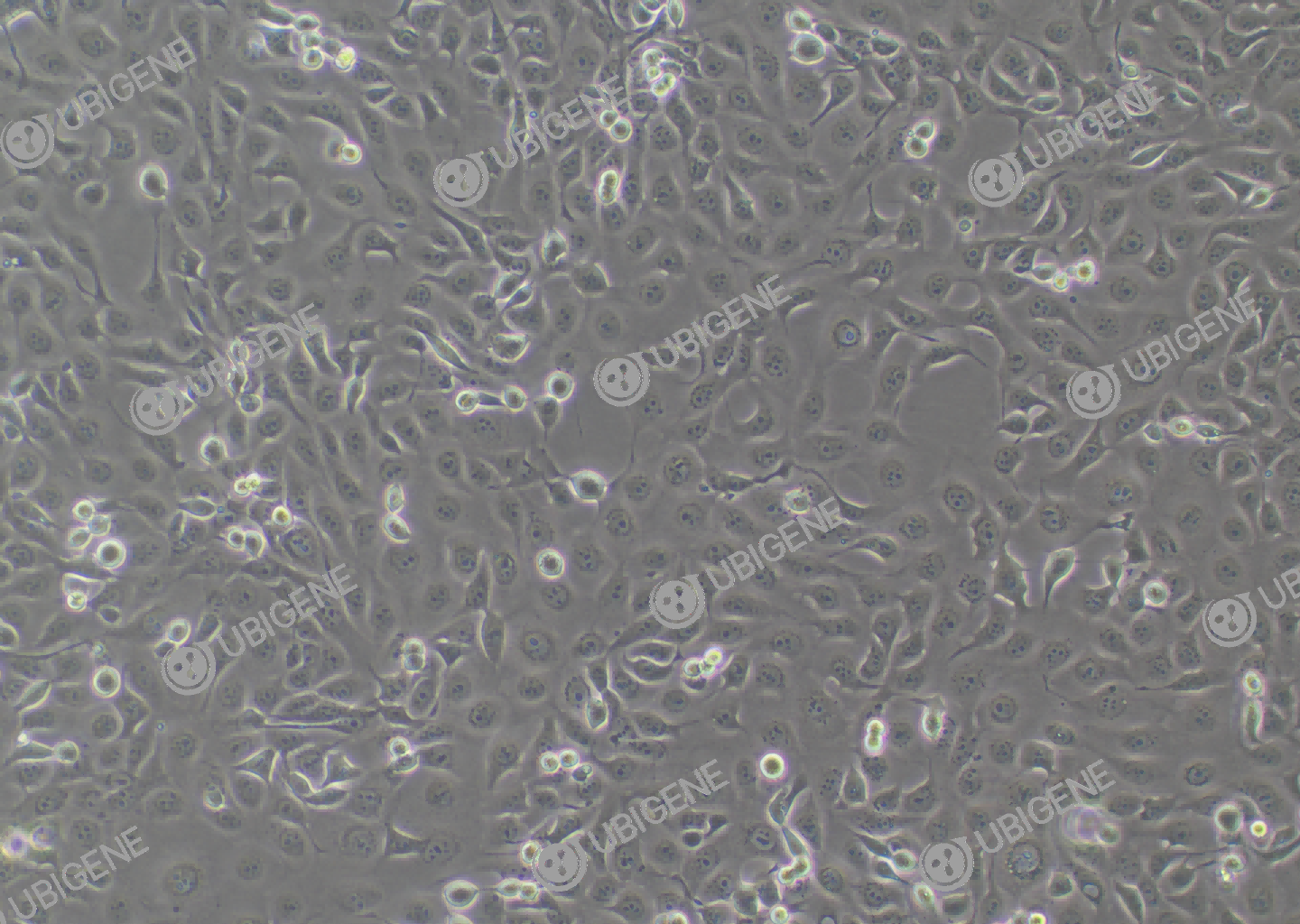 HCE-T cell line Cultured cell morphology