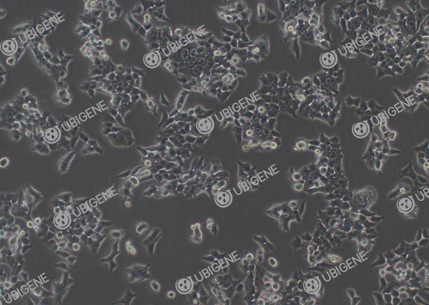 HCT 116 cell line Cultured cell morphology