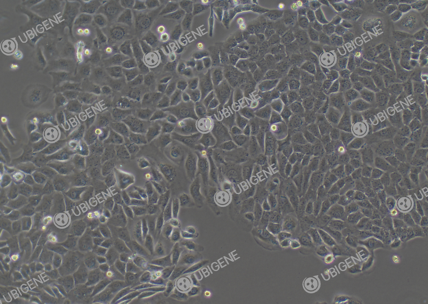 ID8 cell line Cultured cell morphology