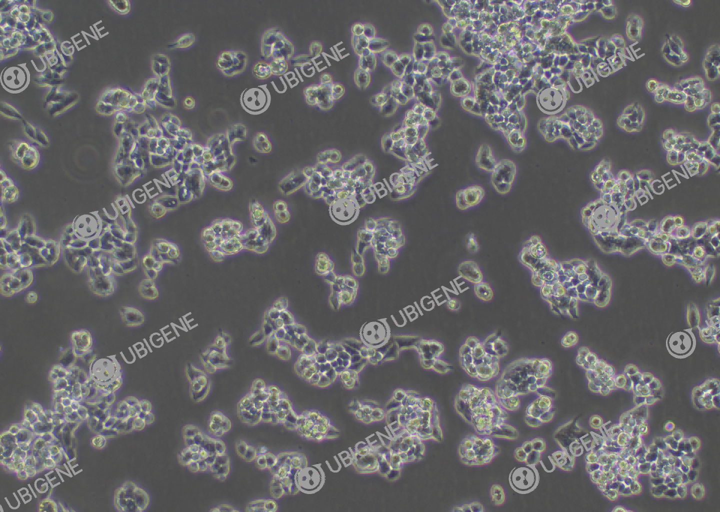 LS 174T cell line Cultured cell morphology