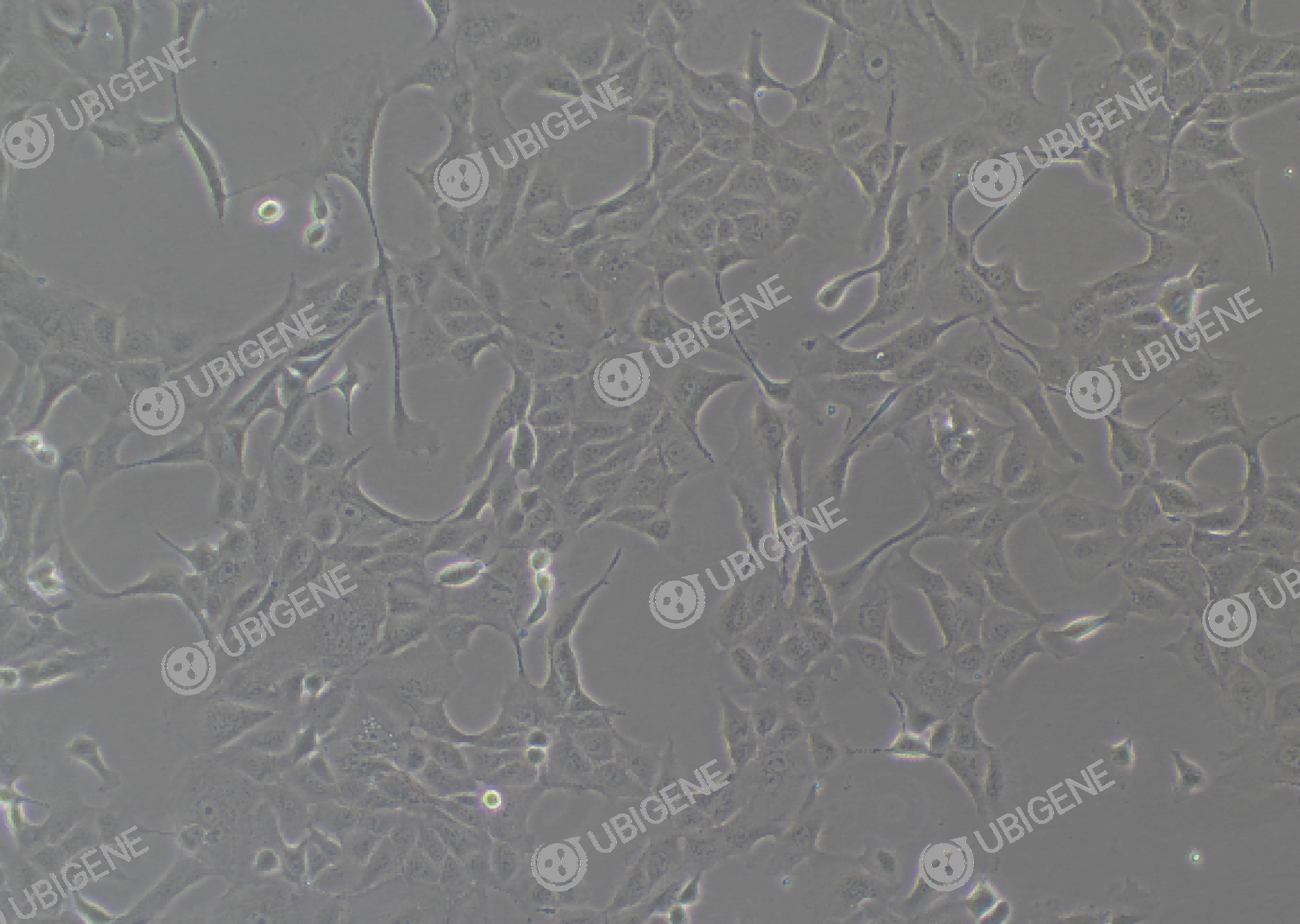 MDCK(NBL-2) cell line Cultured cell morphology