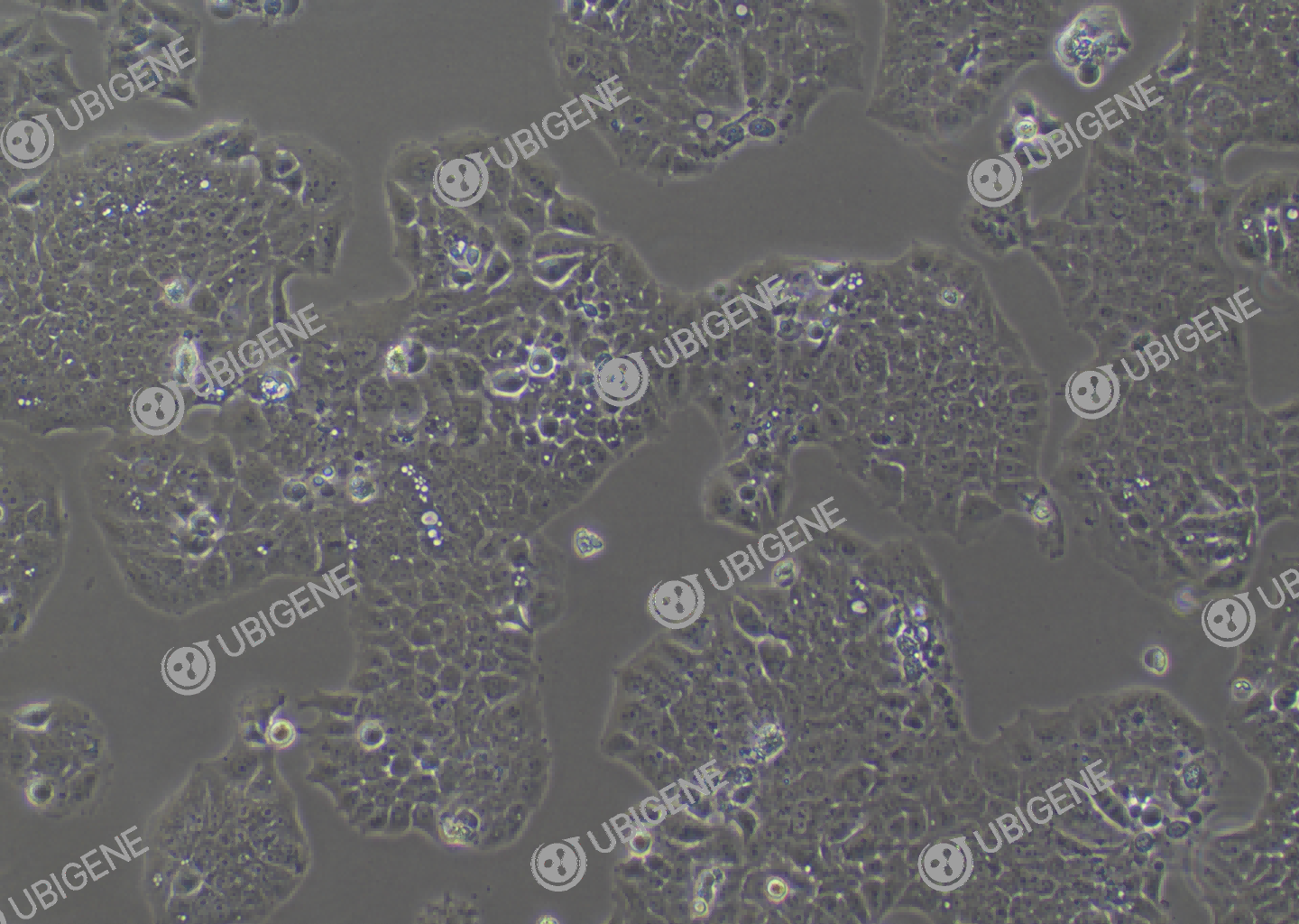 MS751 cell line Cultured cell morphology