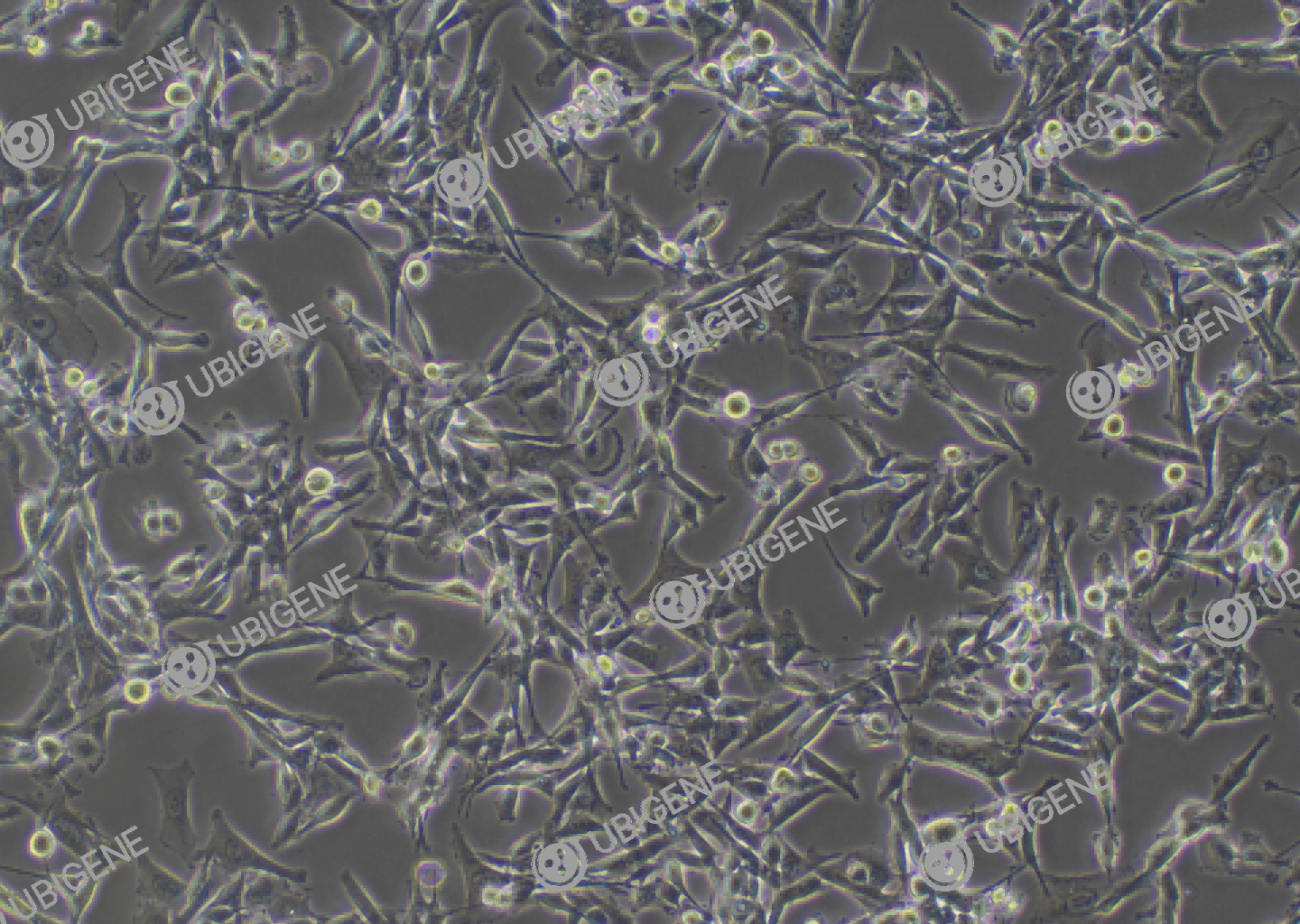 NCI-H1975 cell line Cultured cell morphology