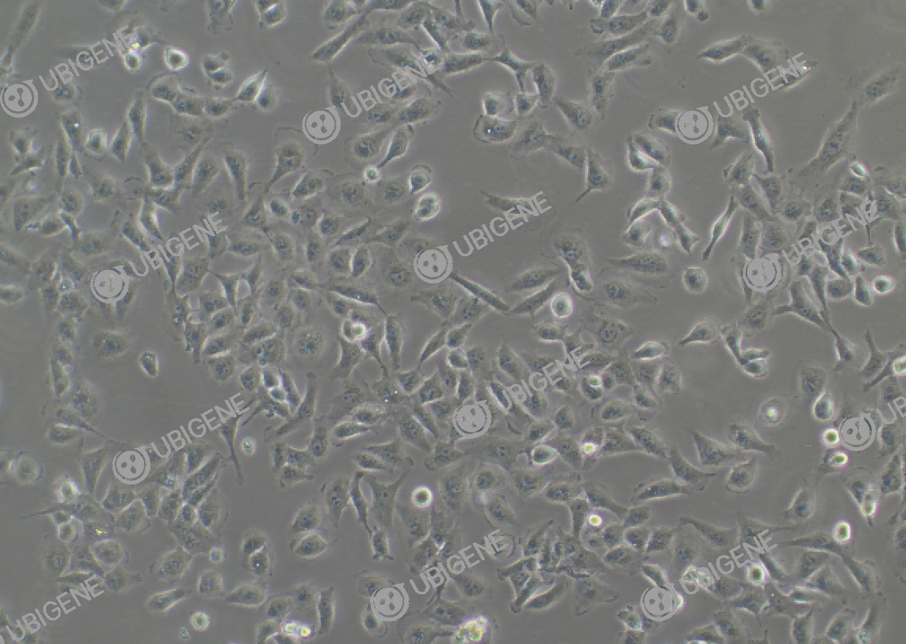 Nthy-ori 3-1 cell line Cultured cell morphology