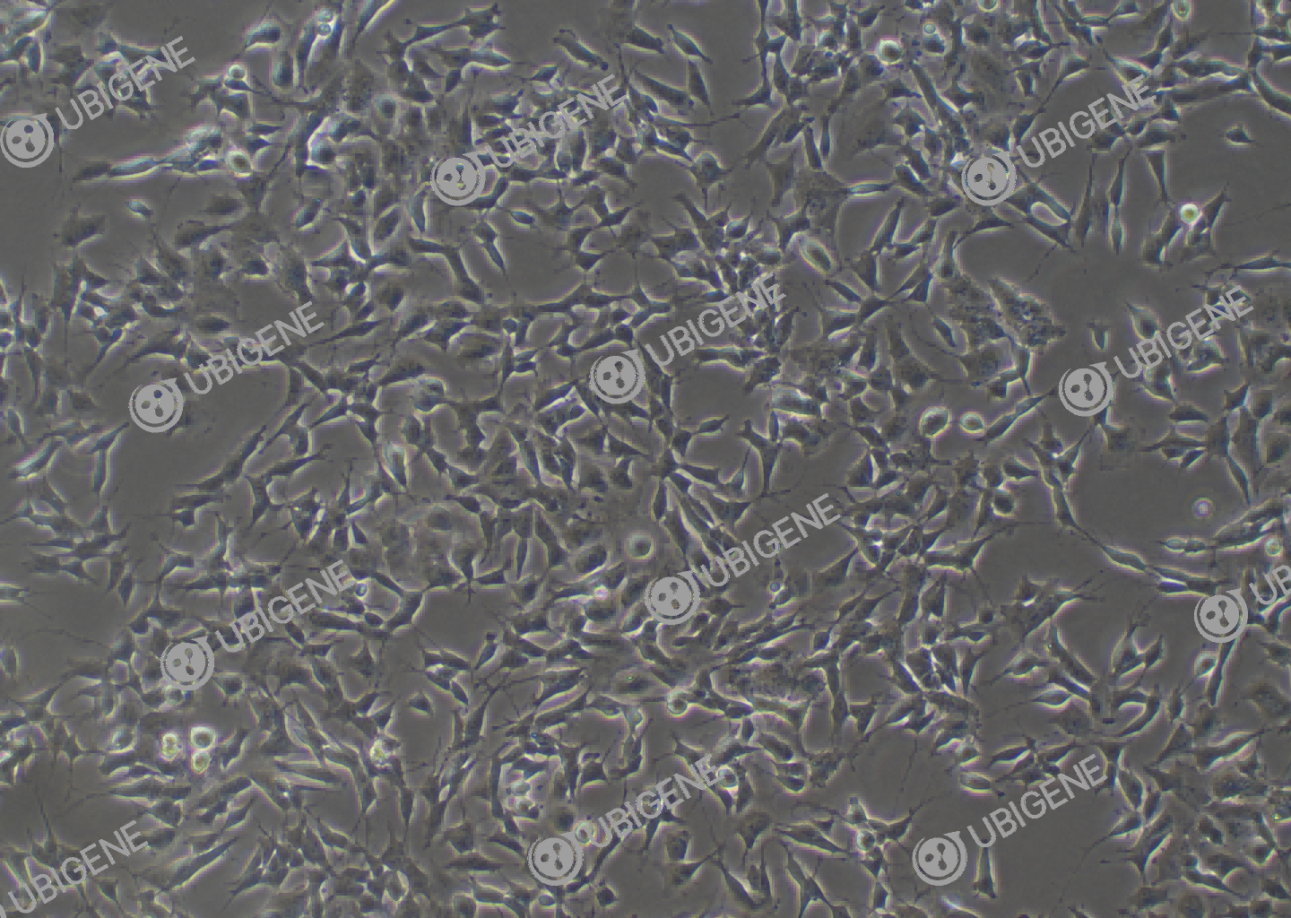 SH-SY5Y cell line Cultured cell morphology
