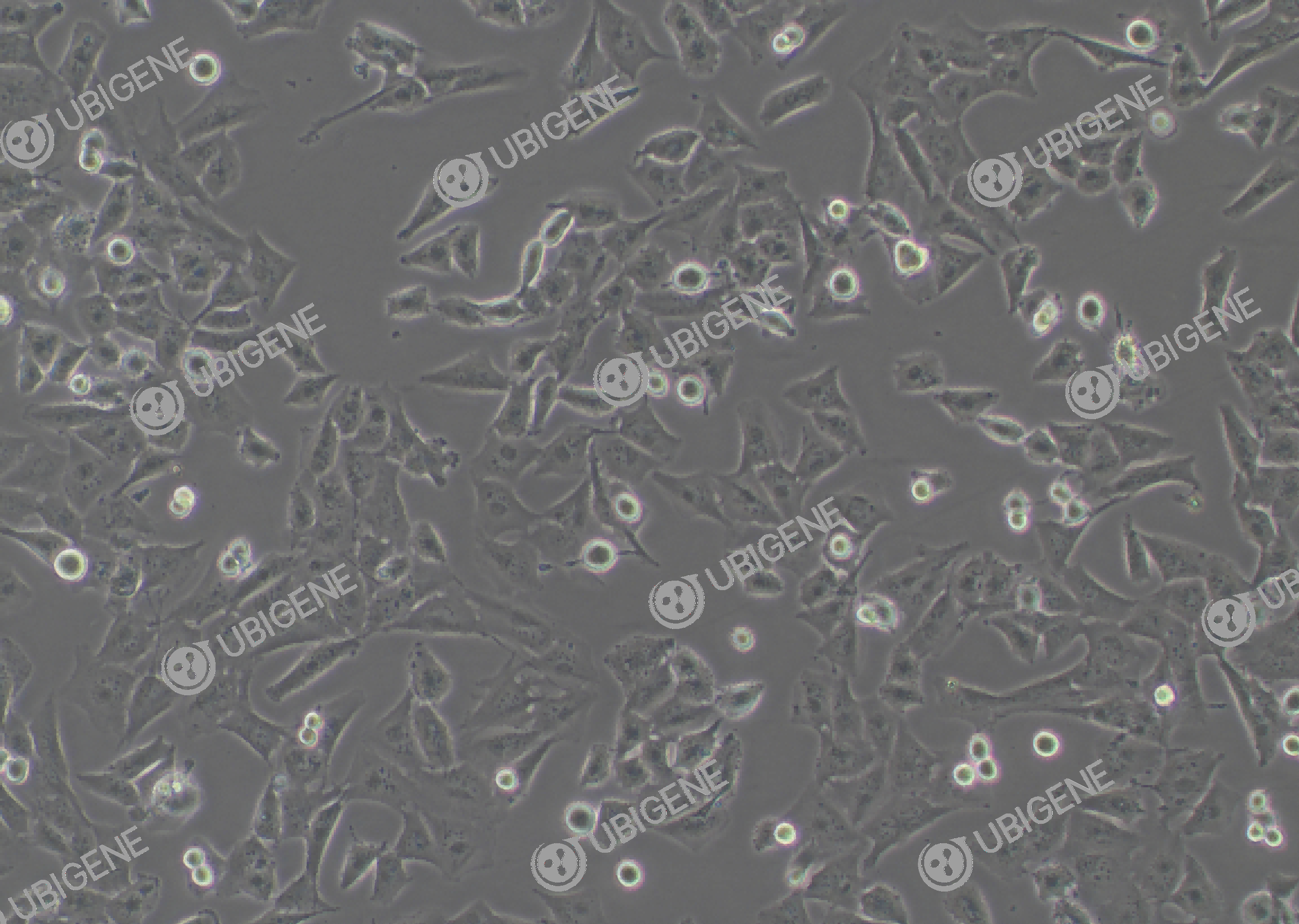 T98G cell line Cultured cell morphology