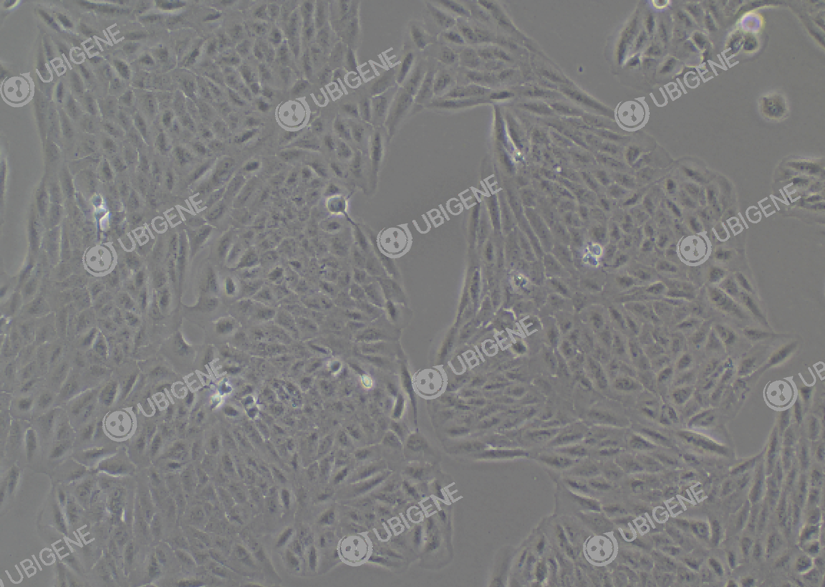 ARPE-19 cell line Cultured cell morphology