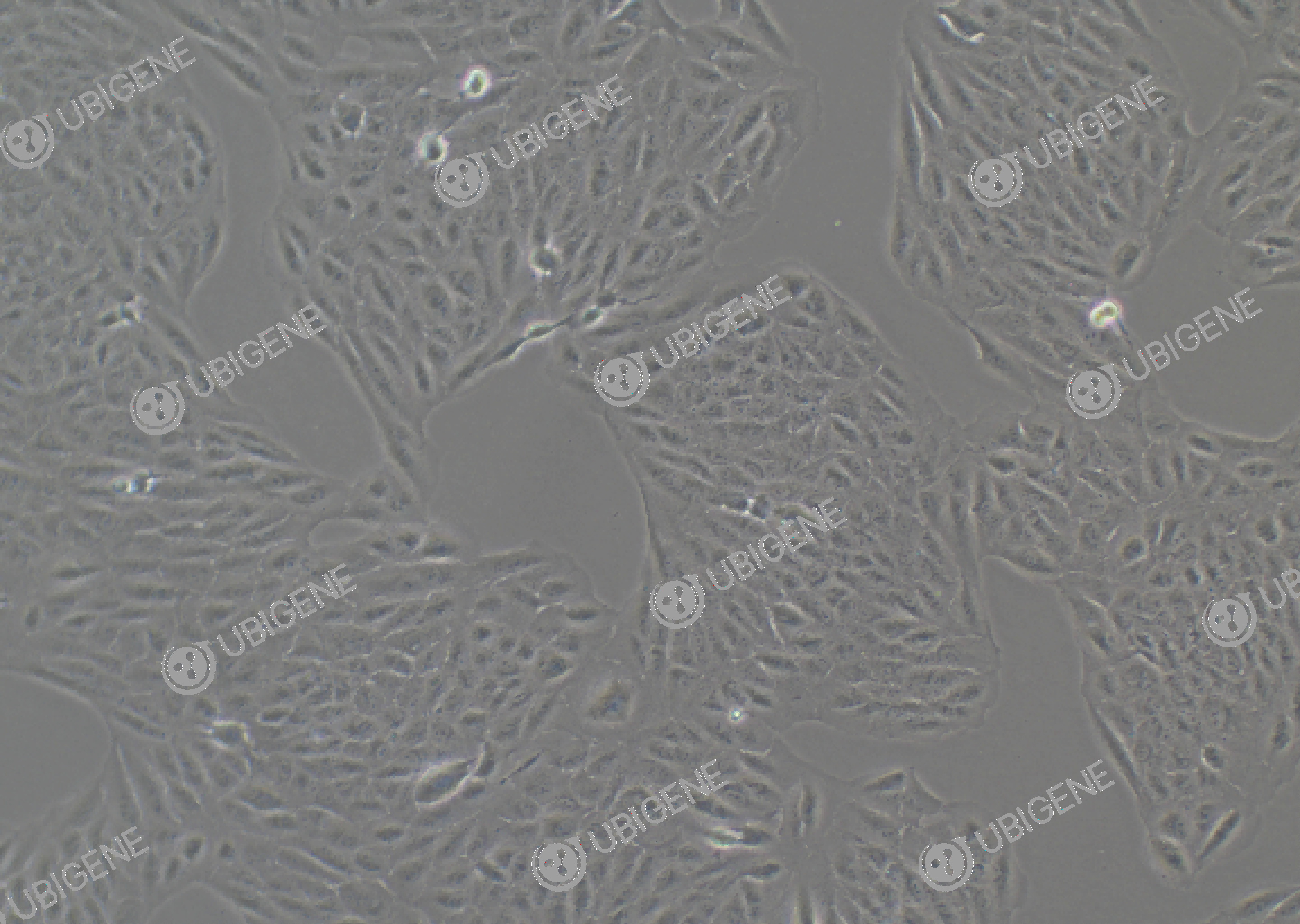 ARPE-19 cell line Cultured cell morphology