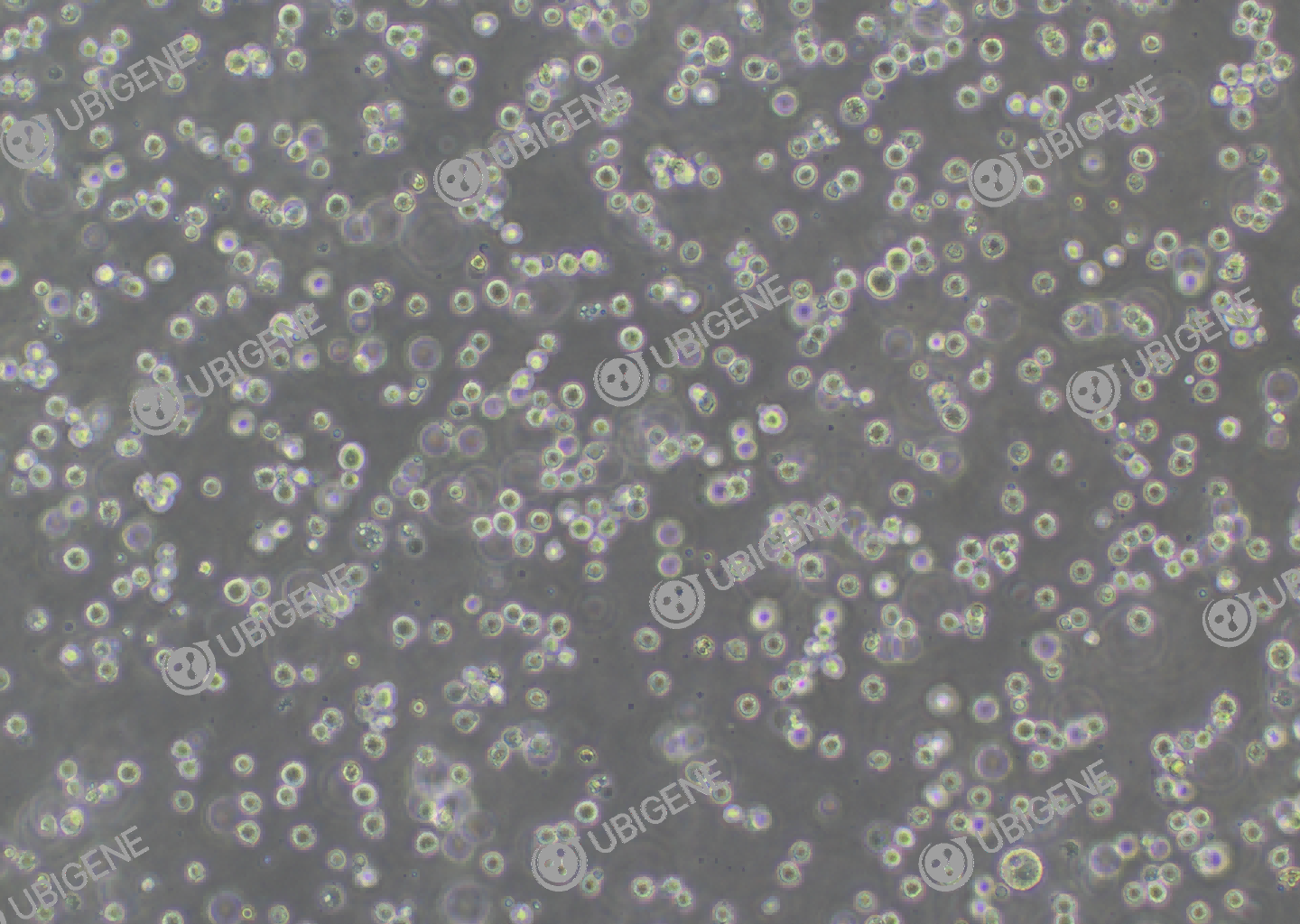 K-562 cell line Cultured cell morphology