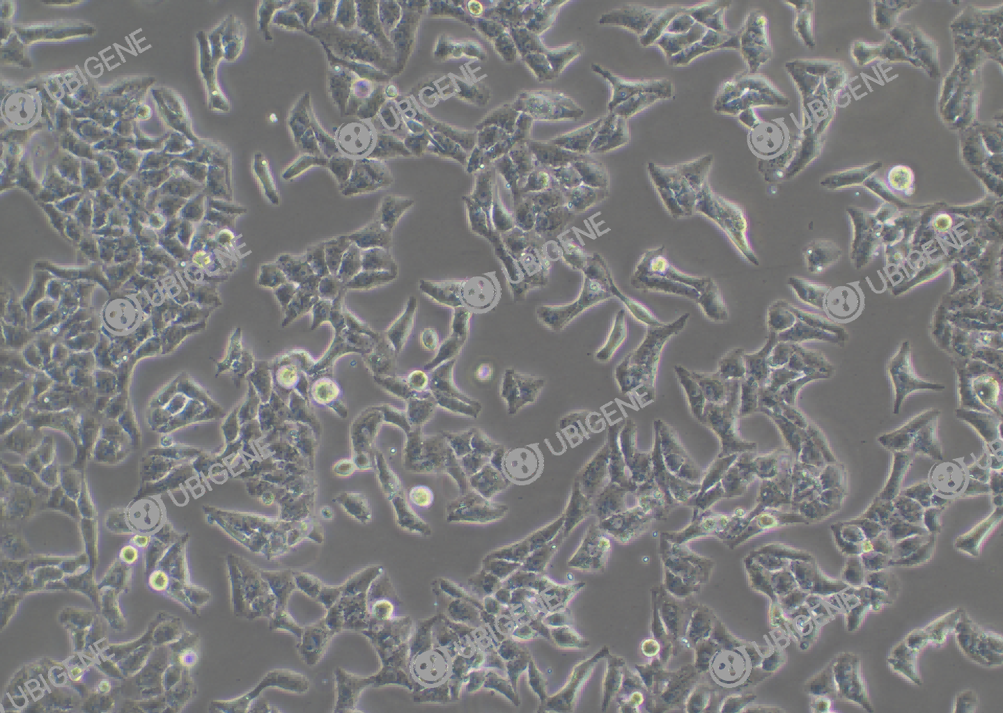 L-02 cell line Cultured cell morphology