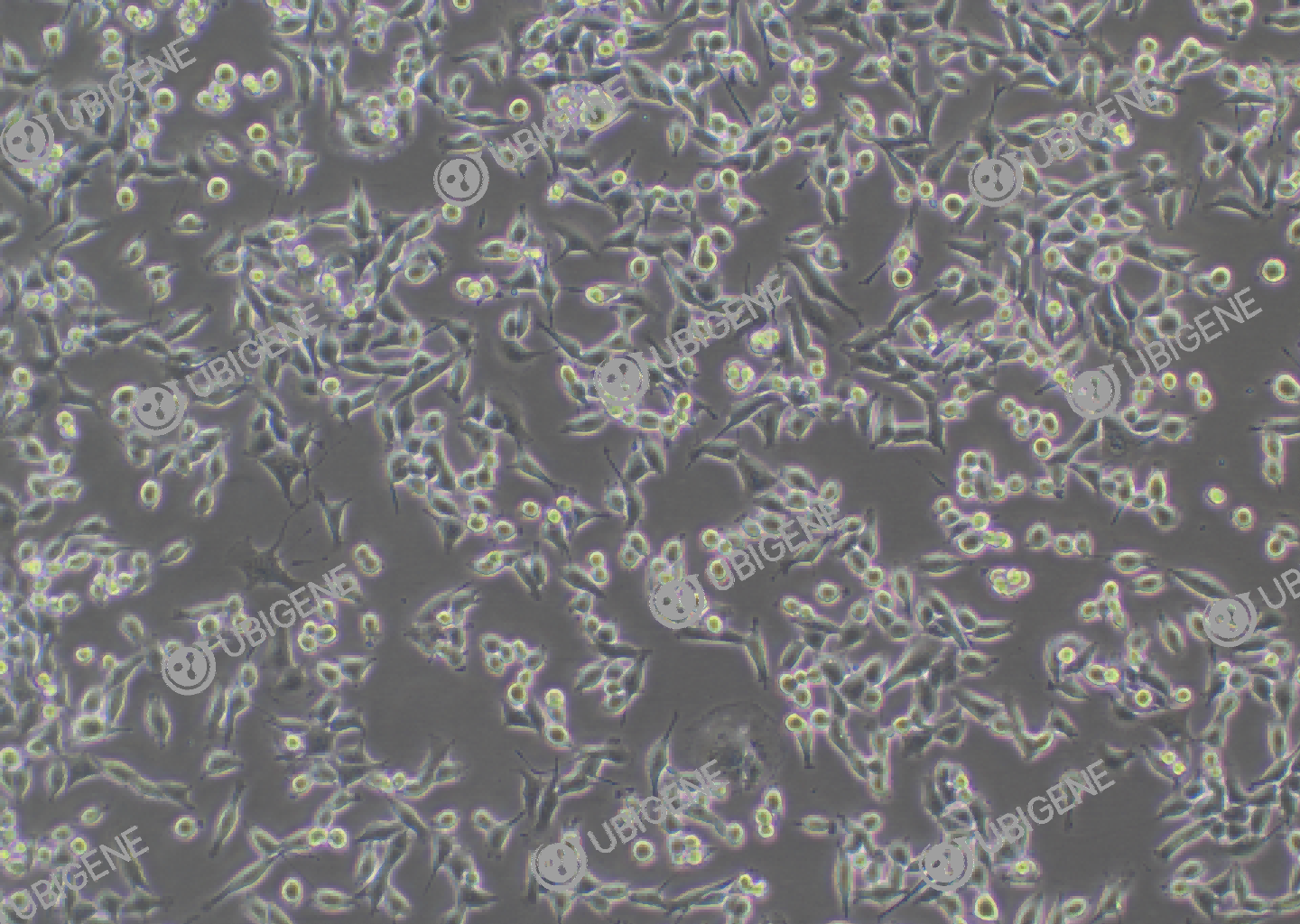 MC38 cell line Cultured cell morphology